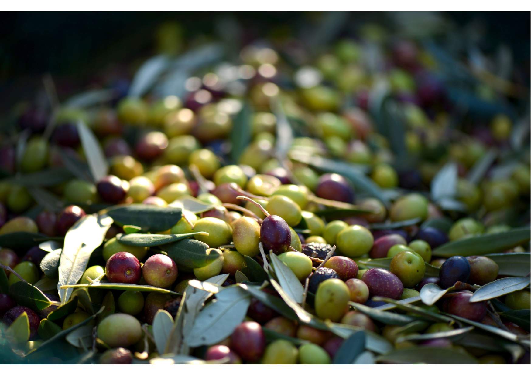 Homemade olives